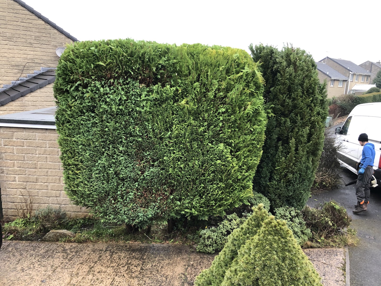 An overgrown hedge and conifers cut back and reshaped