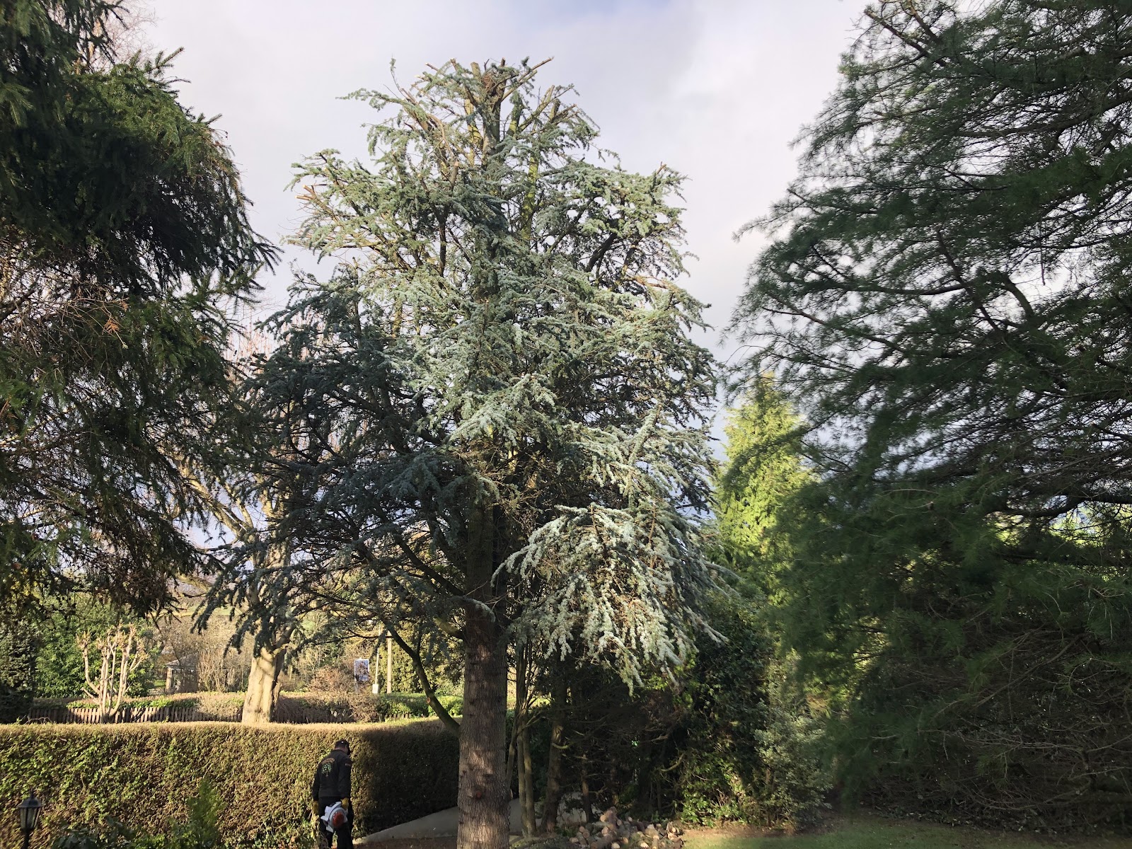 A large mature cedar tree cared for on a Leeds property