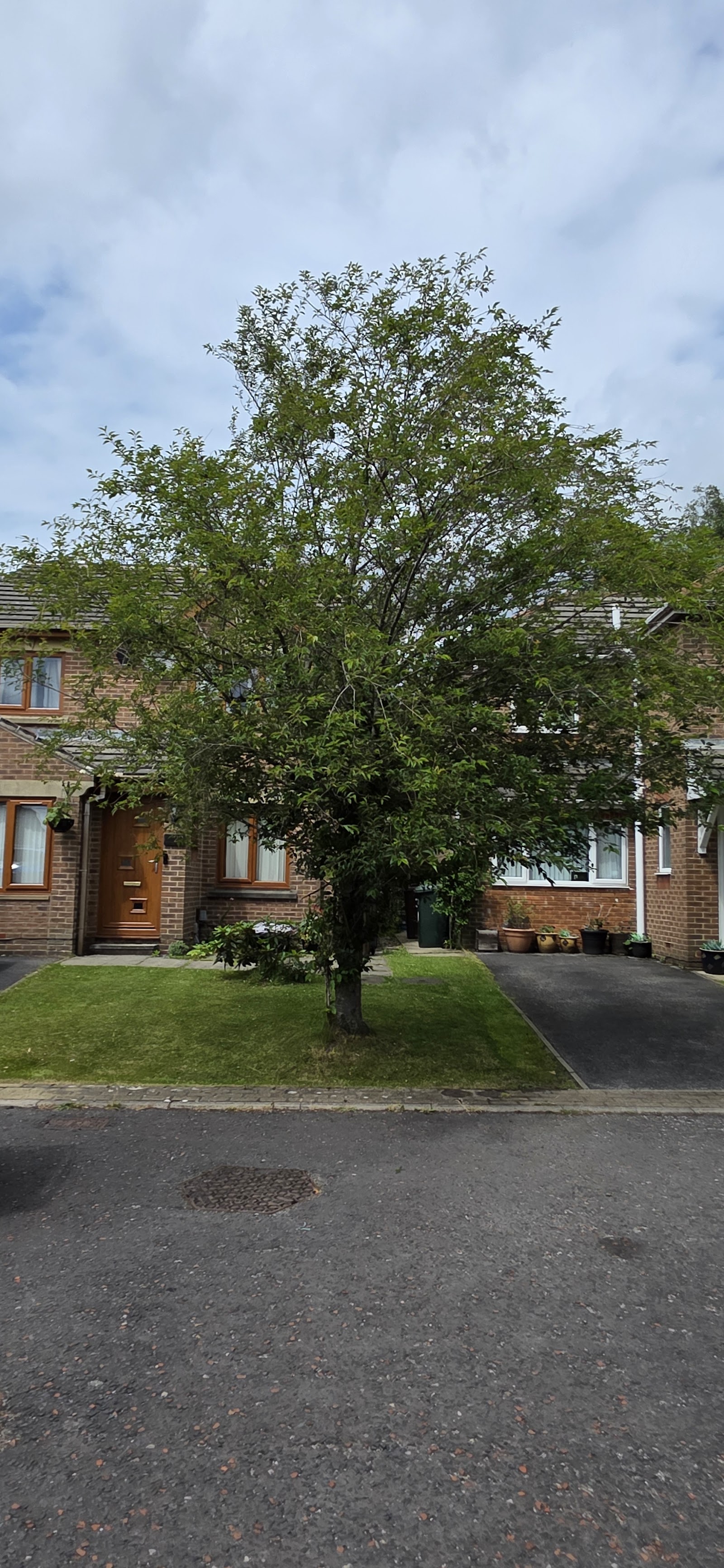 A mature garden tree pruned and maintained outside a Leeds home
