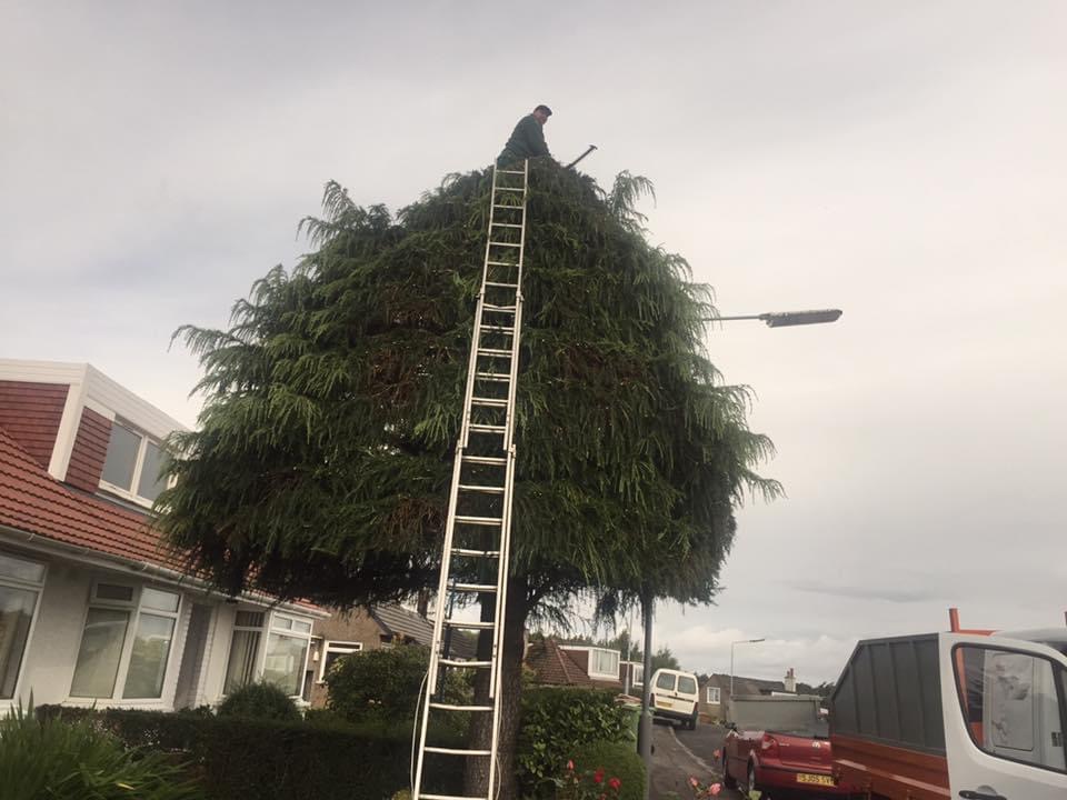 Woodlands arborist at the top of a tall conifer, reducing it from a ladder on a Leeds street